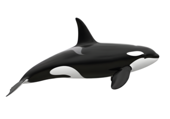 isolated killer whale , Orca animal mammal whale