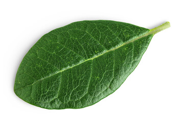 Obraz premium Leaves of Feijoa sellowiana, feijoa, pineapple guava and guavasteen isolated on white background