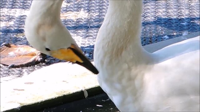 White trumpeter swan (Cygnus buccinator) cleaning itself with long neck or called preening to clean, arrange, and oil their plumage for flight and waterproofing, The heaviest living bird.
