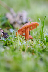 Small orange mushroom with gills growing in the grass.
