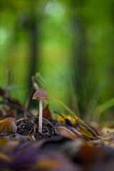 Small mushroom with a grey cap growing in a deciduous forest.
