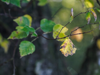 Yellowish birch leaf on a twig outdoors in the forest.
