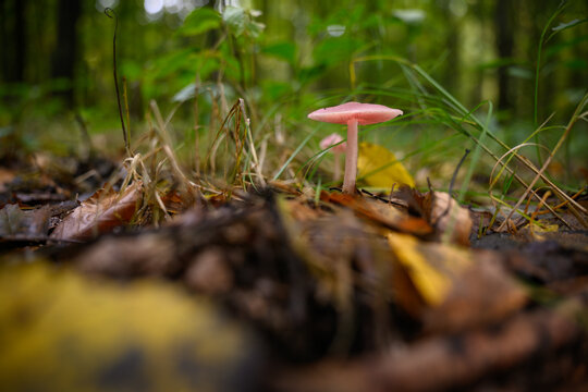 Light orange gilled mushroom growing in a deciduous forest.
