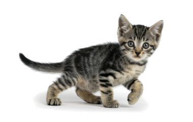 bengal kitten in studio 
