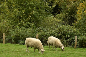 Deux moutons broutant l'herbe à Sosoye (Anhée-Dinant)
