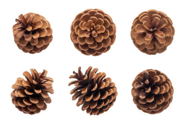 set of christmas pine cones isolated on white or transparent png 
