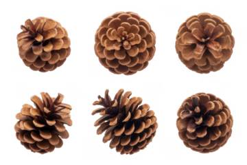 set of christmas pine cones isolated on white or transparent png 
