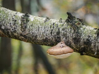 Brown wood-decaying mushroom growing on a fallen birch trunk.
