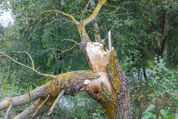 Tree branch has been split in half and is covered in moss