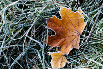 autumn leaves  on the ground