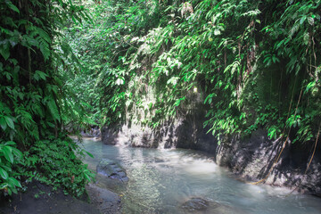 Stream of water flows through a lush green forest