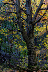 Obraz premium amazing autumn landscape with colorful trees