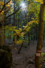 amazing autumn landscape with colorful trees