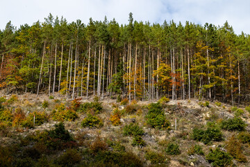amazing autumn landscape with colorful trees