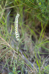 Beautiful Spiranthes spiralis orchid blooming in lush green grass, close-up of delicate white spiral flowers