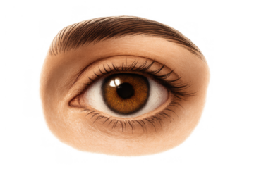 Human brown eye opening with focused sight, showing iris, pupil, lashes, and eyebrow on transparent background