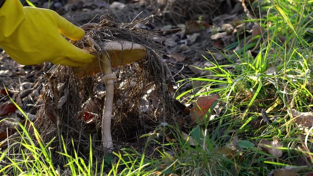 Parasol Mushroom in natural ambient (Macrolepiota procera) - (4K)