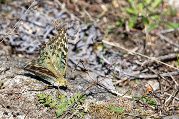 Beautiful Argynnis Pandora butterfly resting on a rock in natural habitat, close-up view showcasing vibrant wing patterns