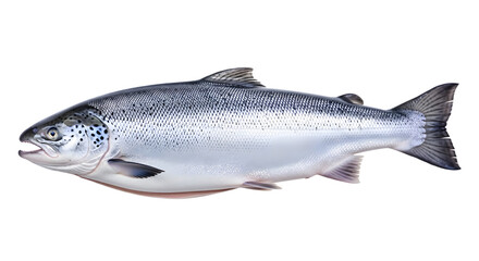 Obraz premium Isolated salmon fish , Salmon fish isolated on white without shadow 