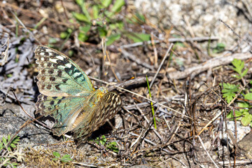 Beautiful Argynnis Pandora butterfly resting on a rock in natural habitat, close-up view showcasing vibrant wing patterns