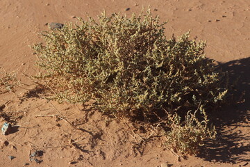 Desert Plant Close Up