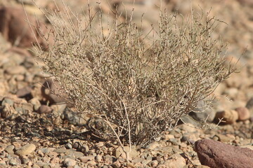 Desert Plant Close Up