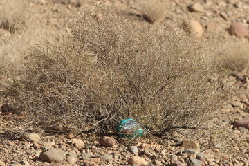 Desert Plant Close Up