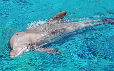 Obraz premium A Bottlenose Dolphin swimming at a nature reserve.