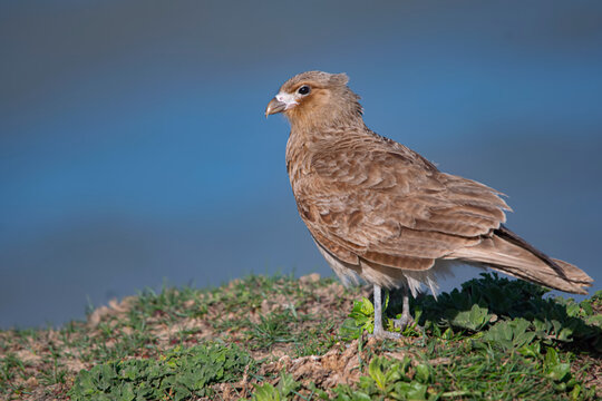 Chimango resting on the seashore