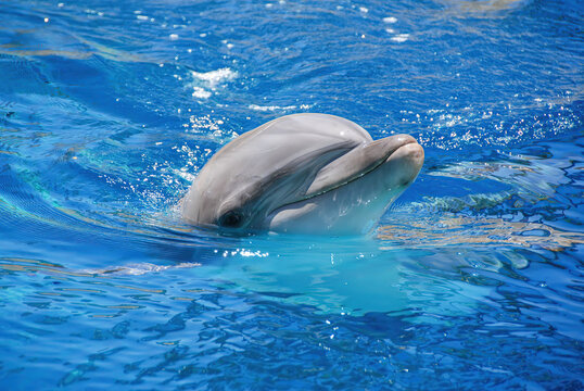 A Bottlenose Dolphin swimming at a nature reserve.