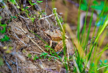 Close-Up of a European Brown Frog Resting on a Muddy Slope Surrounded by Green Grass and Wild Vegetation in Its Natural Habitat