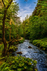 Peaceful Forest Stream Flowing Through a Lush Green Woodland Path Under a Blue Sky in Early Summer