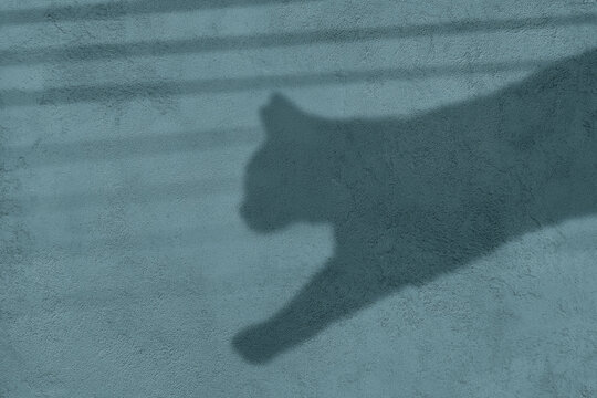 Abstract Pink Liquid Wave Motion Background | Gradient Flow Animation | 4K Loop