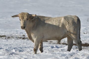 toros y caballos en la nieve y en el campo