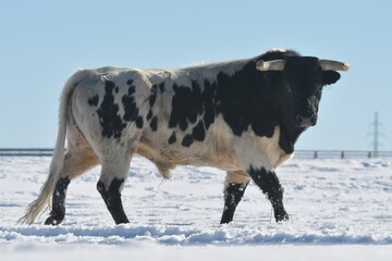 toros y caballos en la nieve y en el campo