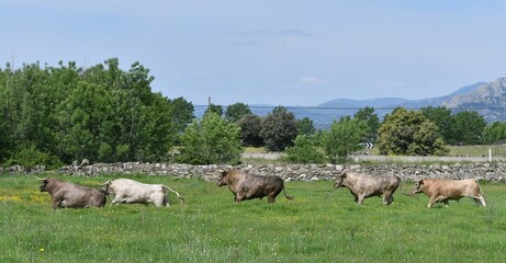 Obraz premium toros y caballos en la nieve y en el campo
