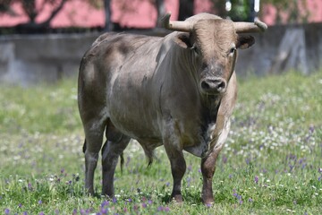 toros y caballos en la nieve y en el campo