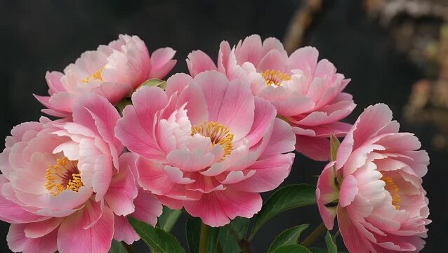 pleasing flowers of a shrubaceous plant in a pinkish-red shade arranged against a somber backdrop  creating a still image focused on botanical