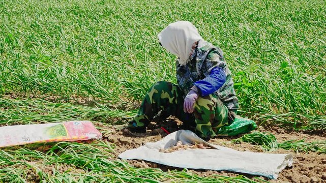 Farmers harvesting single-clove garlic outdoors in the countryside