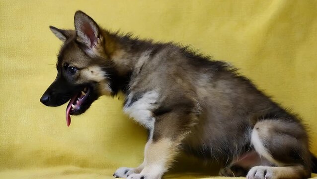 wolfdog puppy turning its head sideways while licking its nose against a solid yellow backdrop  creating a dynamic and engaging playful