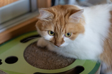 Curious Orange And White Cat On Green Circular Scratching Toy In Cozy Indoor Home. Selective focus