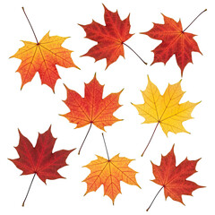 Nine vibrant maple leaves, in warm autumnal hues, arranged on black
