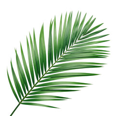 Close-up of lush, green palm leaf on a stark, black background