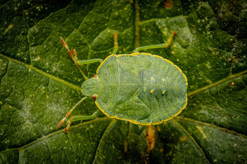 Green Shield Bug on Leaf Close-Up