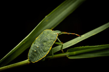 Green Shield Bug on Leaf Close-Up