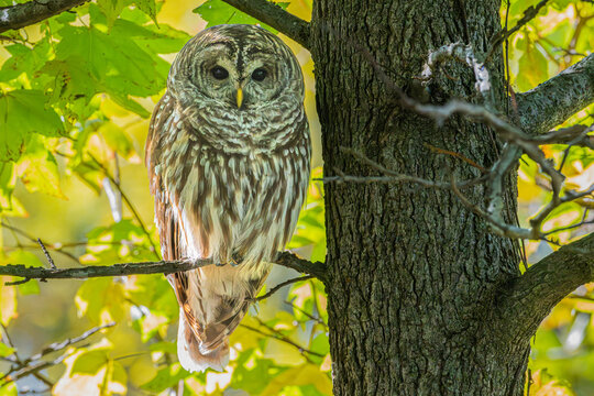 Barred owl perched in a tree.