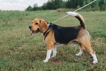 cute black red and white beagle dog walks on leash with owner in green field outdoors in sunny summer day, scent hound, foxhound, hunting dog, dogwalking concept