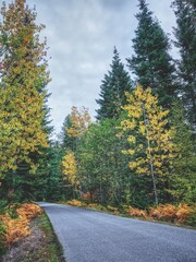  Bicycle path in autumn colors.