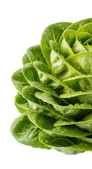 Close-up of a vibrant, crisp head of lettuce against a stark black backdrop
