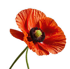 Vibrant red poppy blooms, contrasted against a black backdrop